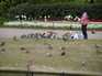  nourriture des pigeons et des canards